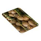 Polynesië, Koninkrijk Tonga. Weergave van kosnoten Magneet (Rechterzijde)