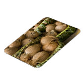 Polynesië, Koninkrijk Tonga. Weergave van kosnoten Magneet (Linkerzijde)