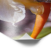 POLYNISCHE DRAAK CACTUS NACHTBLOEI FOTO AFDRUK (Hoek)