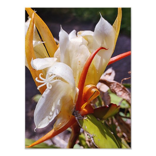 POLYNISCHE DRAAK CACTUS NACHTBLOEI FOTO AFDRUK (Voorkant)