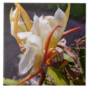 POLYNISCHE DRAAK CACTUS NACHTBLOEI TEGEL TEGELTJE