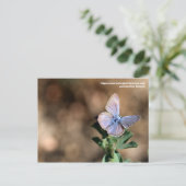 Polyommatus butterfly in Maremma, Italië, Briefkaa Briefkaart (Staand voorkant)