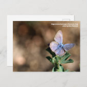 Polyommatus butterfly in Maremma, Italië, Briefkaa Briefkaart (Voorkant / Achterkant)