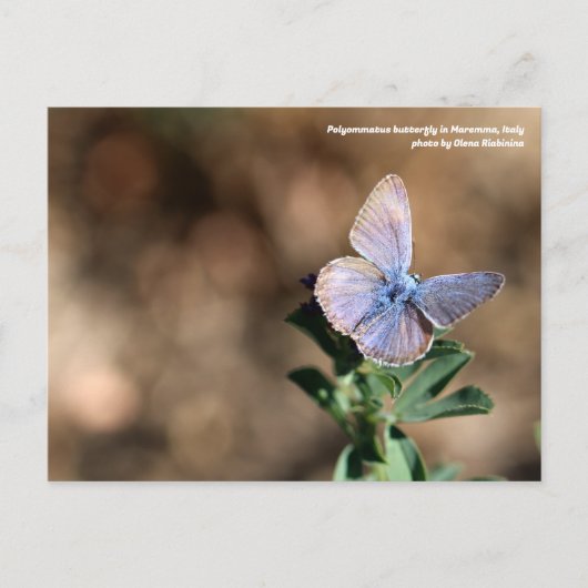 Polyommatus butterfly in Maremma, Italië, Briefkaa Briefkaart (Voorkant)