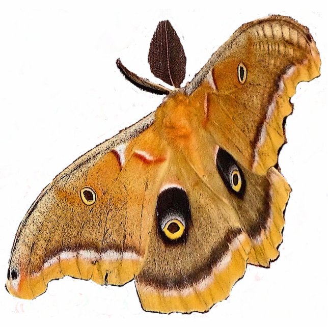 Polyphemus Kerstmis Acrylhanging Fotobeeldje Ornament (Voorkant)