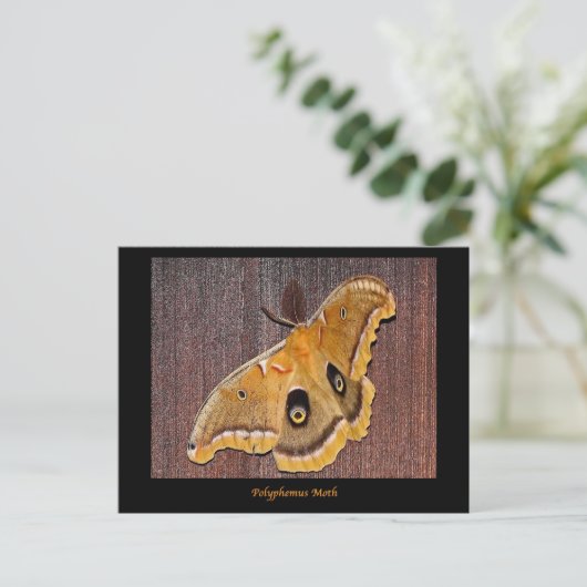 Polyphemus Moth Briefkaart (Staand voorkant)