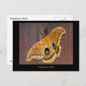 Polyphemus Moth Briefkaart (Voorkant / Achterkant)