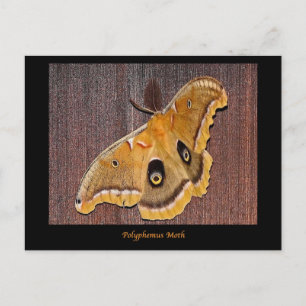 Polyphemus Moth Briefkaart