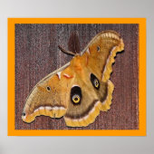 Polyphemus Moth Poster (Voorkant)