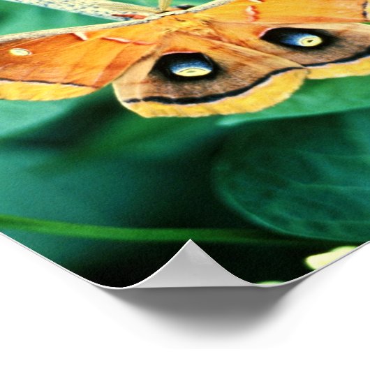 Polyphemus Moth Poster (Hoek)