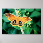 Polyphemus Moth Poster (Voorkant)