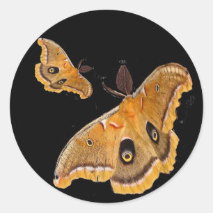 Polyphemus Moth Ronde Sticker
