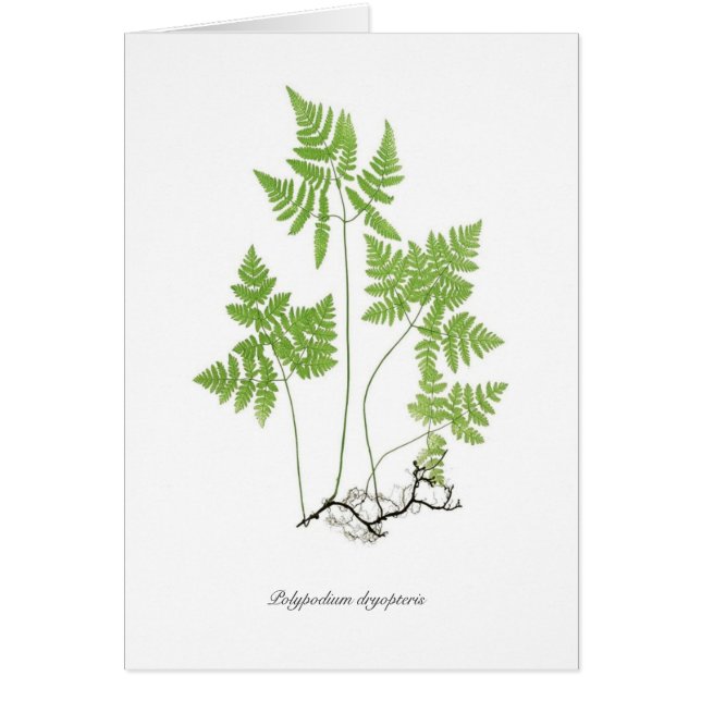 Polypodium dryopteris (Voorkant)