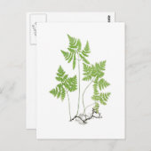 Polypodium dryopteris briefkaart (Voorkant / Achterkant)