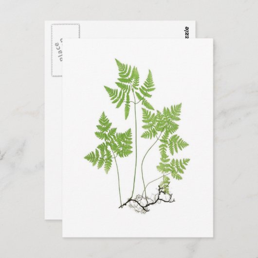 Polypodium dryopteris briefkaart (Voorkant / Achterkant)