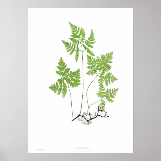 Polypodium dryopteris poster (Voorkant)