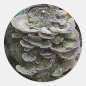 Polypore stickers (Voorkant)