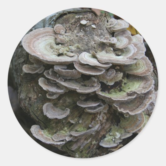 Polypore stickers (Voorkant)