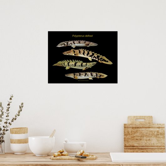 Polypterus の ポ タ ー poster (Keuken)