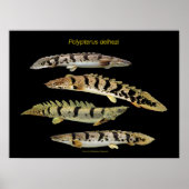 Polypterus の ポ タ ー poster (Voorkant)