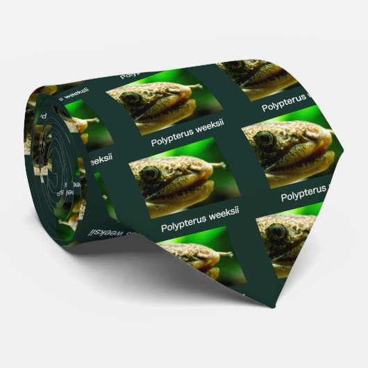 Polypterus weeksii stropdas (Opgerold)