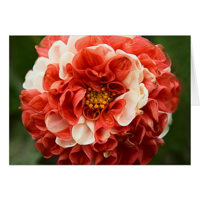 Pom-Pom Dahlia-kaart (Voorkant Horizontaal)