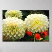 Pom Pom Dahlias Print (Voorkant)