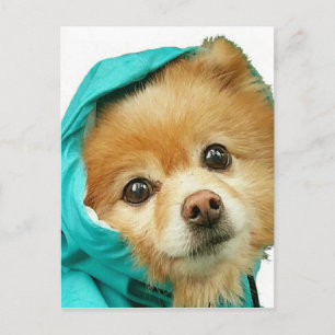 Pom Raincoat Series Briefkaart