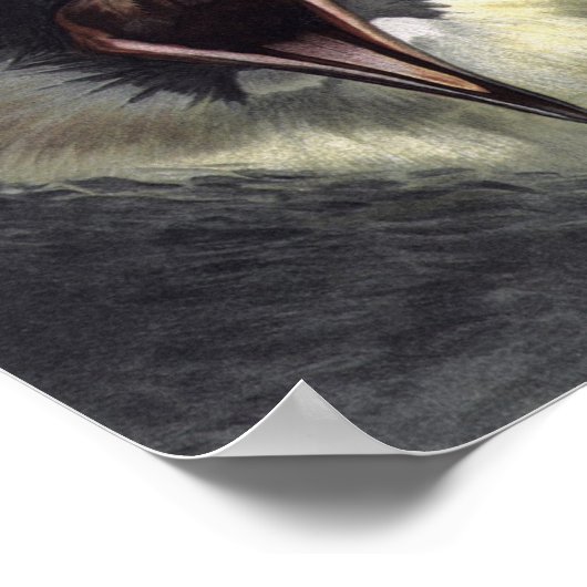  Pomarine Jaeger Poster afdrukken (Hoek)