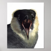  Pomarine Jaeger Poster afdrukken (Voorkant)