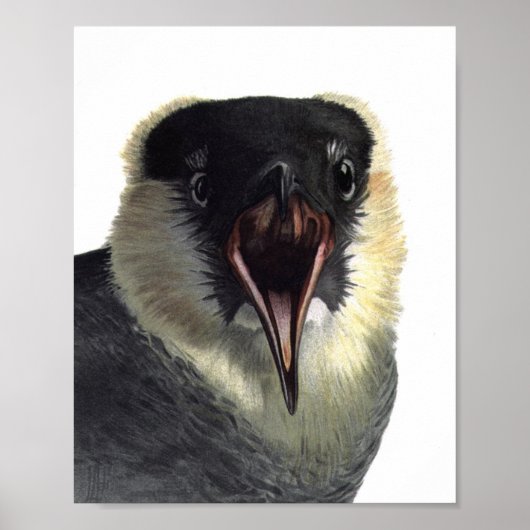Pomarine Jaeger Poster afdrukken (Voorkant)