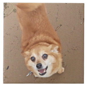 Pomchi Dog. Tegeltje