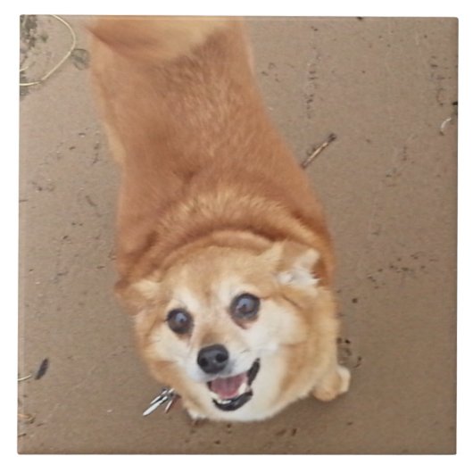 Pomchi Dog. Tegeltje (Voorkant)