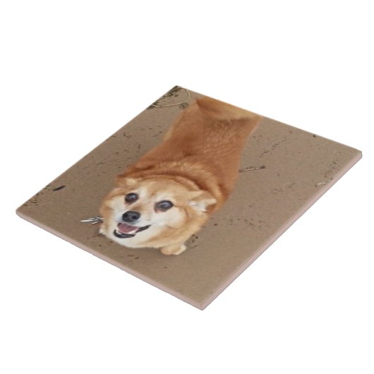 Pomchi Dog. Tegeltje (Zijkant)