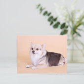 PomChi - Kita Briefkaart (Staand voorkant)