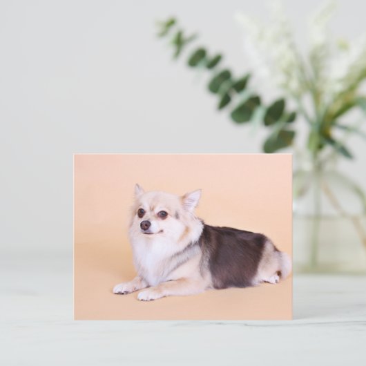 PomChi - Kita Briefkaart (Staand voorkant)