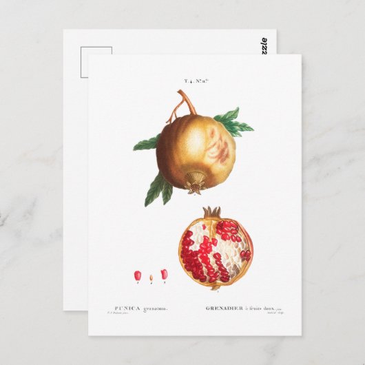 POMEGRANAAT BOTANISCH BRIEFKAART (Voorkant / Achterkant)