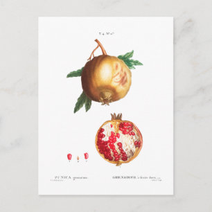 POMEGRANAAT BOTANISCH BRIEFKAART