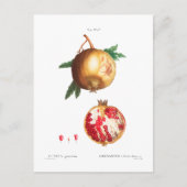 POMEGRANAAT BOTANISCH BRIEFKAART (Voorkant)