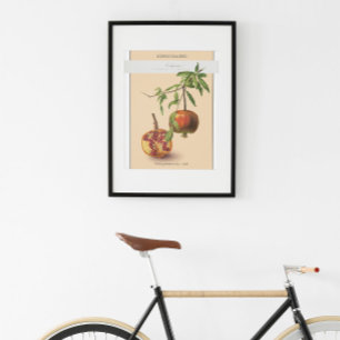 Pomegranaat,  Botanisch Illustratie Poster