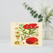 Pomegranaat Briefkaart (Staand voorkant)