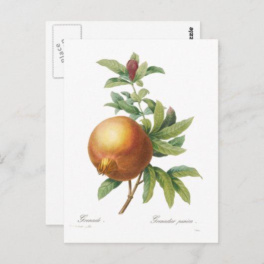 Pomegranaat Briefkaart (Voorkant / Achterkant)