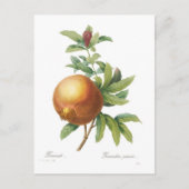 Pomegranaat Briefkaart (Voorkant)