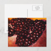 Pomegranaat Briefkaart (Voorkant / Achterkant)