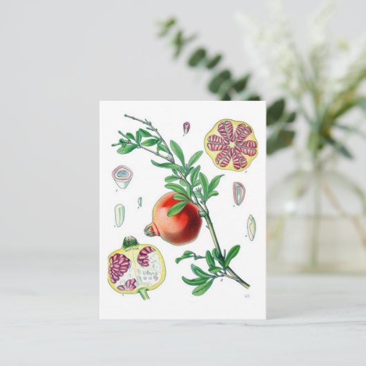 Pomegranaat Briefkaart (Staand voorkant)