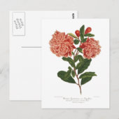 Pomegranaat Briefkaart (Voorkant / Achterkant)