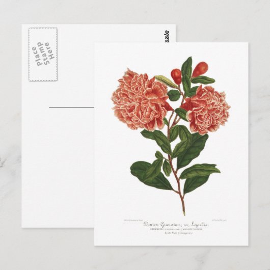 Pomegranaat Briefkaart (Voorkant / Achterkant)