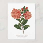 Pomegranaat Briefkaart (Voorkant)