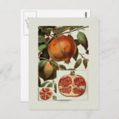Pomegranaat Briefkaart (Voorkant / Achterkant)