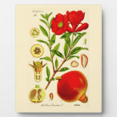 Pomegranaat Fotoplaat (Voorkant)